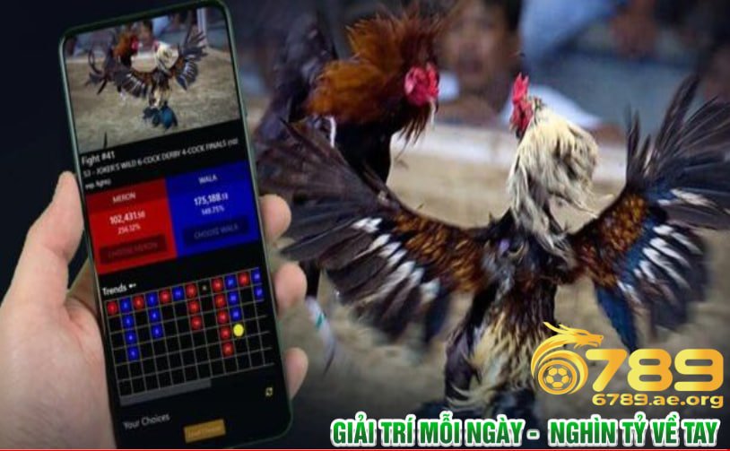 Rủi ro pháp lý khi tham gia đá gà Thomo