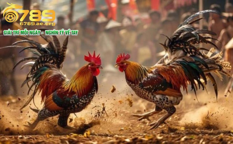 Trường gà Thomo – điểm nóng gà sát biên giới